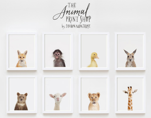 Sharon-Montrose-Animals-Print-0 Sharon Montrose Animals Print 0 Sharon Montrose : Photos Portraits Minimalistes dAnimaux