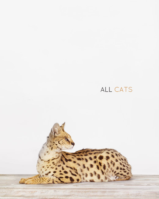 Sharon-Montrose-Animals-Print-1 Sharon Montrose Animals Print 1 Sharon Montrose : Photos Portraits Minimalistes dAnimaux