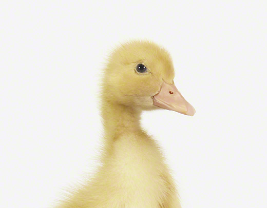 Sharon-Montrose-Animals-Print-10 Sharon Montrose Animals Print 10 Sharon Montrose : Photos Portraits Minimalistes dAnimaux