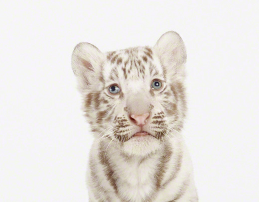 Sharon-Montrose-Animals-Print-11 Sharon Montrose Animals Print 11 Sharon Montrose : Photos Portraits Minimalistes dAnimaux