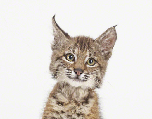 Sharon-Montrose-Animals-Print-13 Sharon Montrose Animals Print 13 Sharon Montrose : Photos Portraits Minimalistes dAnimaux