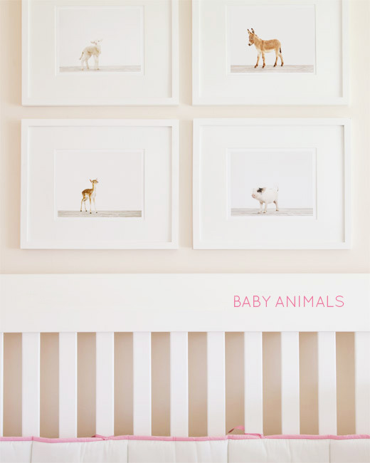 Sharon-Montrose-Animals-Print-3 Sharon Montrose Animals Print 3 Sharon Montrose : Photos Portraits Minimalistes dAnimaux