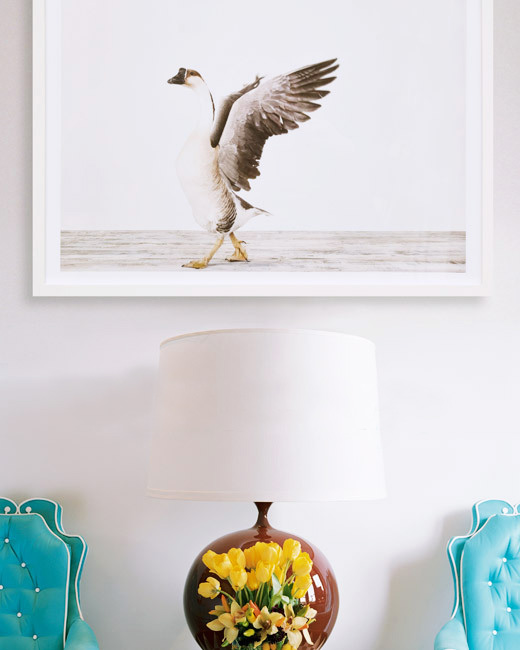 Sharon-Montrose-Animals-Print-5 Sharon Montrose Animals Print 5 Sharon Montrose : Photos Portraits Minimalistes dAnimaux