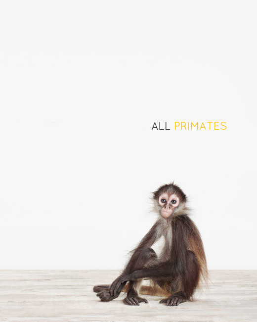 Sharon-Montrose-Animals-Print-6 Sharon Montrose Animals Print 6 Sharon Montrose : Photos Portraits Minimalistes dAnimaux