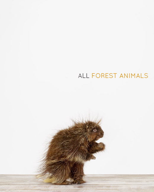 Sharon-Montrose-Animals-Print-8 Sharon Montrose Animals Print 8 Sharon Montrose : Photos Portraits Minimalistes dAnimaux