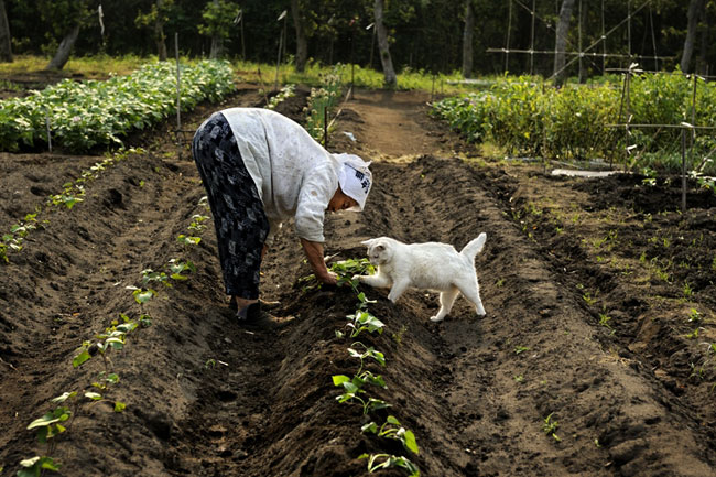 15 Chat Fukumaru et Misao la Grand Mere Fukumaru le Chat et Misao la Grand Mere des Amis pour la Vie
