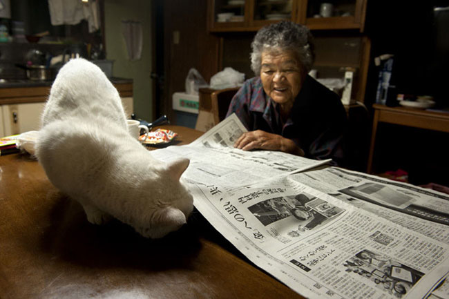 18 Chat Fukumaru et Misao la Grand Mere Fukumaru le Chat et Misao la Grand Mere des Amis pour la Vie