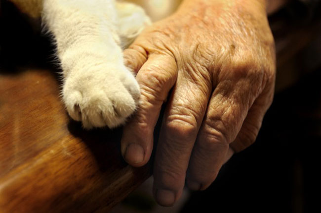 21 Chat Fukumaru et Misao la Grand Mere Fukumaru le Chat et Misao la Grand Mere des Amis pour la Vie