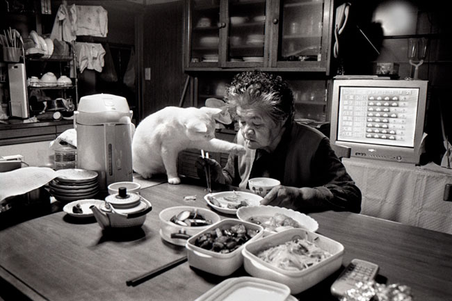 4 Chat Fukumaru et Misao la Grand Mere Fukumaru le Chat et Misao la Grand Mere des Amis pour la Vie