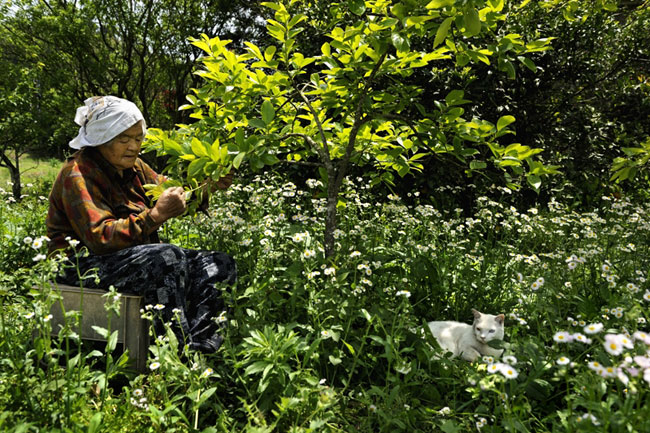 5 Chat Fukumaru et Misao la Grand Mere Fukumaru le Chat et Misao la Grand Mere des Amis pour la Vie
