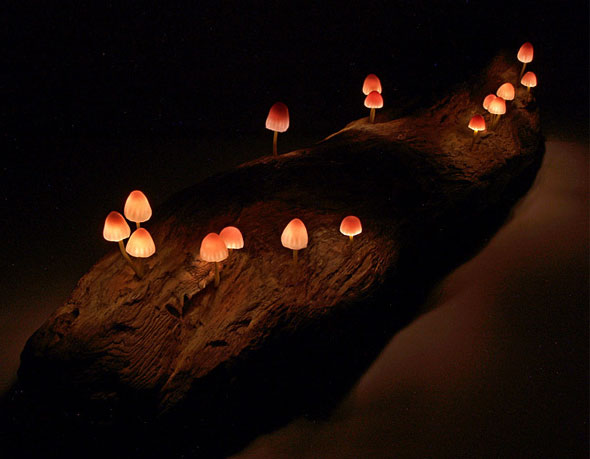 Lampes LED par Yukio Takano : Petits Champignons sur Bois 3 Lampe Champignon LED Mushroo Yukio Takano Lampes LED par Yukio Takano : Petits Champignons sur Bois