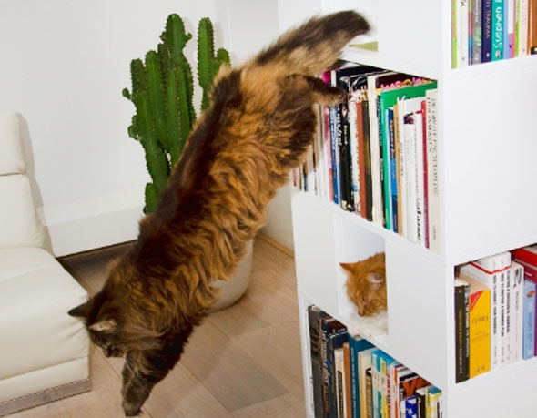 5-Bibliotheque-Chat-UrbanCatDesign UrbanCatDesign : La Bibliotheque Arbre Chat Livres
