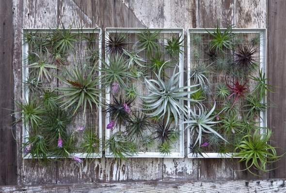 Airplantman-Frame-Mini-Jardins-Verticaux-Plantes-Vertes-07