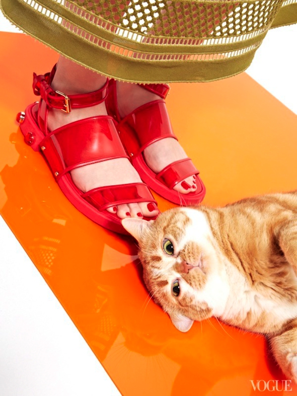 chats-chaussures-luxe-photographie-femme-vogue-09