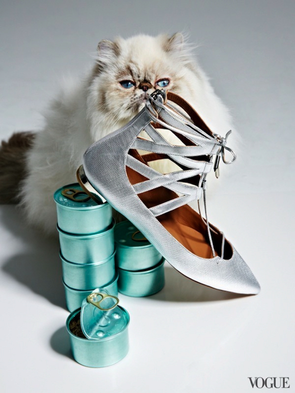 chats-chaussures-luxe-photographie-femme-vogue-15