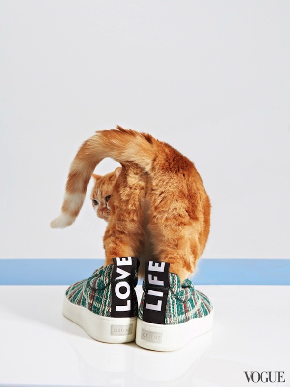 chats-chaussures-luxe-photographie-femme-vogue-17