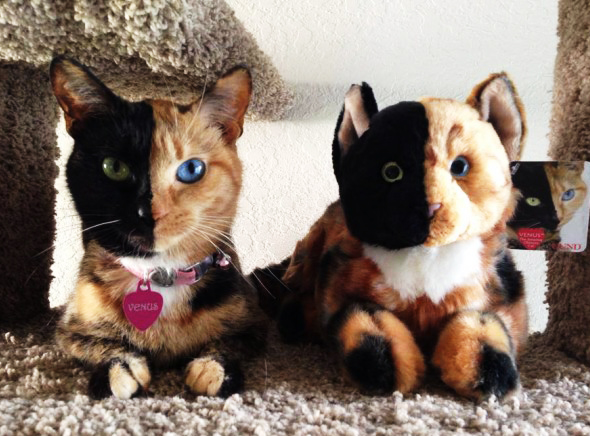 venus-chat-chimere-deux-visages-4