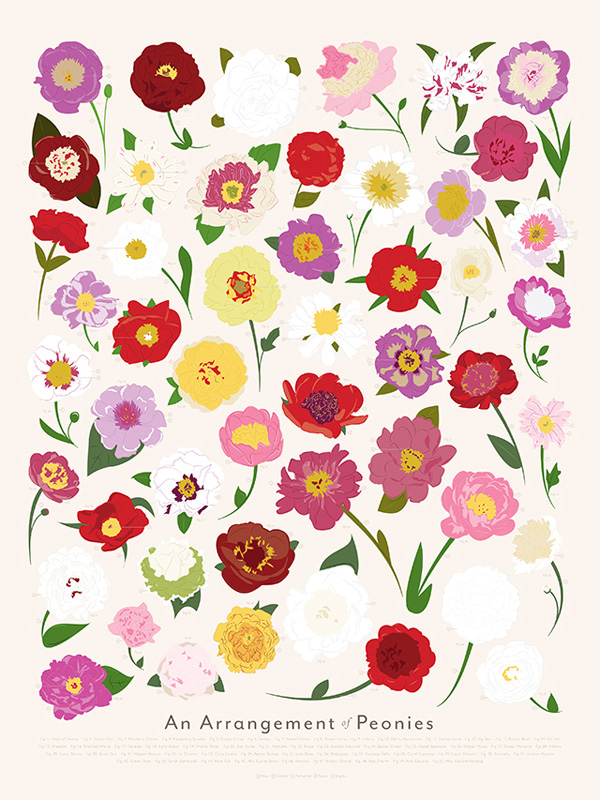 illustrations-aquarelle-fleurs-2