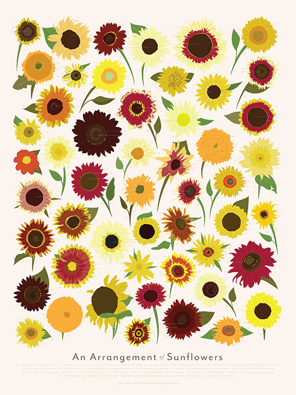 illustrations-aquarelle-fleurs-3