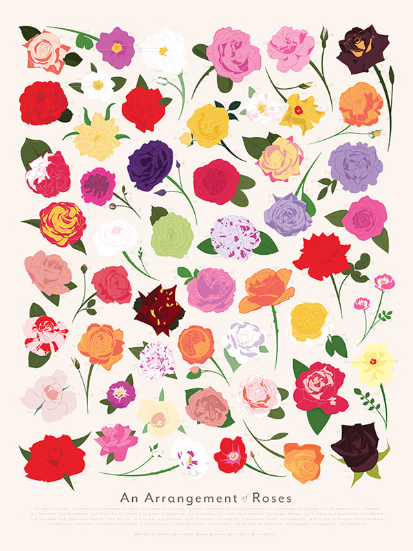 illustrations-aquarelle-fleurs-4