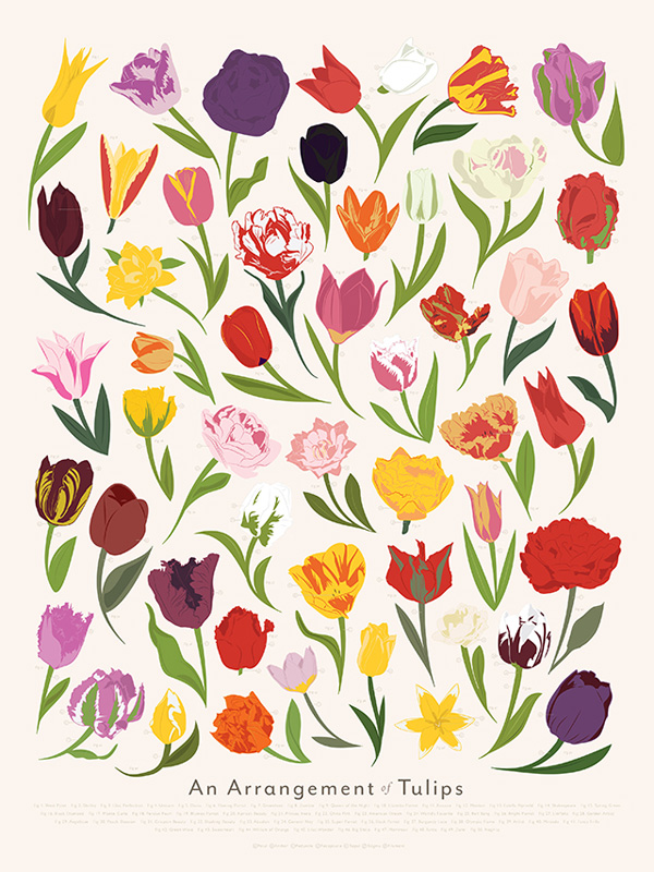 illustrations-aquarelle-fleurs-5