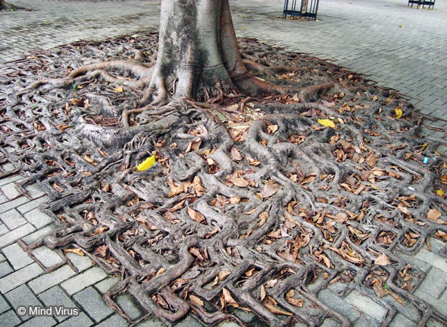 racines arbres beton nature 12 - Quand les Racines des Arbres Envahissent les Pavés - Photographie, Nature, Insolite, Architecture