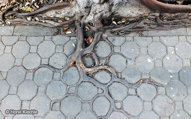 racines arbres beton nature 4 - Quand les Racines des Arbres Envahissent les Pavés - Photographie, Nature, Insolite, Architecture