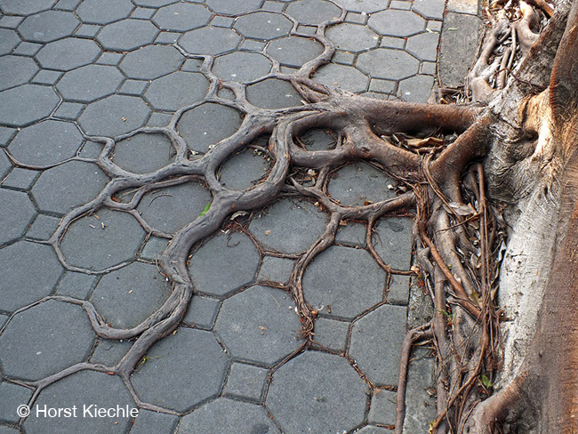 racines arbres beton nature 5 - Quand les Racines des Arbres Envahissent les Pavés - Photographie, Nature, Insolite, Architecture