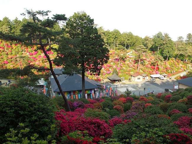 shiofune-kannon-ji-ome-japon-foret-azalees-00