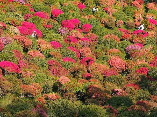 shiofune-kannon-ji-ome-japon-foret-azalees-03