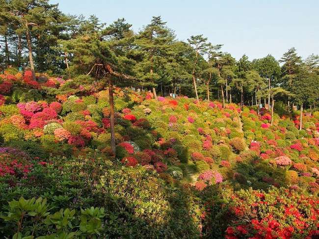 shiofune-kannon-ji-ome-japon-foret-azalees-06
