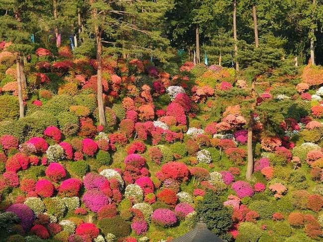shiofune-kannon-ji-ome-japon-foret-azalees-07