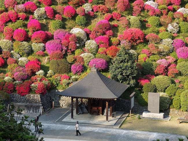 shiofune-kannon-ji-ome-japon-foret-azalees-09