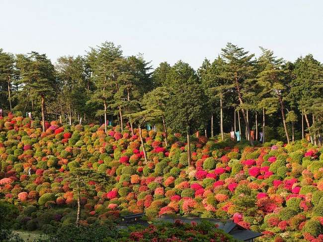 shiofune-kannon-ji-ome-japon-foret-azalees-11