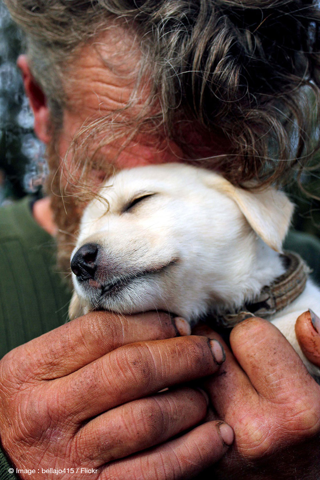 chiens-sdf-sans-abrits-ami-homme-3