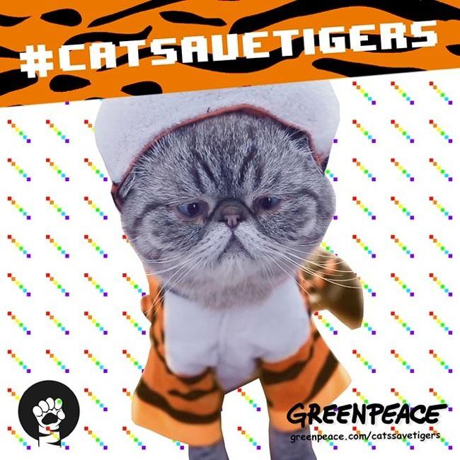 greenpeace cats save tigers chat lil bub 3 - Greenpeace Mobilise les Chats Stars d'Internet pour sauver les Tigres  - Video, Humanitaire, Chats, Animaux