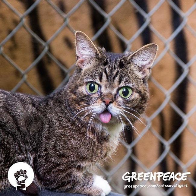 greenpeace cats save tigers chat lil bub 4 - Greenpeace Mobilise les Chats Stars d'Internet pour sauver les Tigres  - Video, Humanitaire, Chats, Animaux
