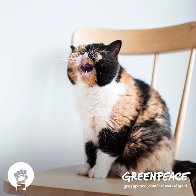 greenpeace cats save tigers chat lil bub 5 - Greenpeace Mobilise les Chats Stars d'Internet pour sauver les Tigres  - Video, Humanitaire, Chats, Animaux