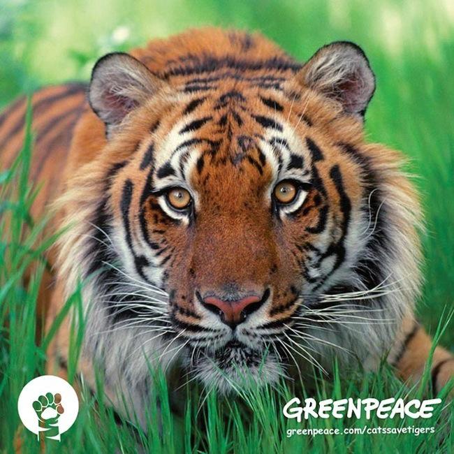 greenpeace cats save tigers chat lil bub 7 - Greenpeace Mobilise les Chats Stars d'Internet pour sauver les Tigres  - Video, Humanitaire, Chats, Animaux