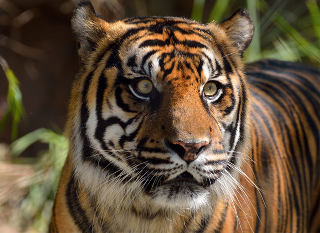 quagga-porte-feuille-tigres-protection-kickstarter-2