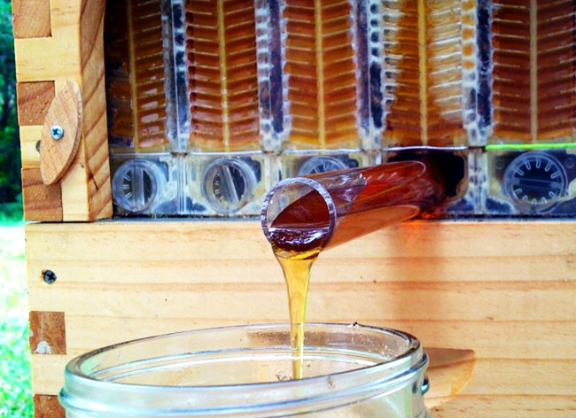 flow-hive-stuart-cedar-anderson-abeille-ruche-automatique-3