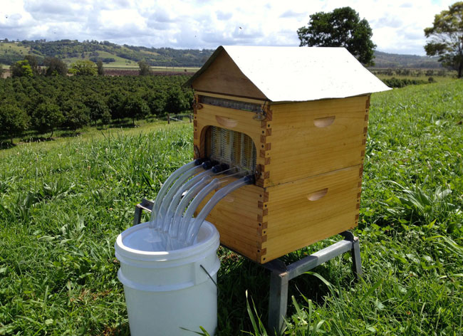 flow-hive-stuart-cedar-anderson-abeille-ruche-automatique-7