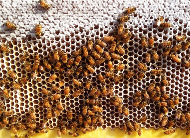 flow-hive-stuart-cedar-anderson-abeille-ruche-automatique-8