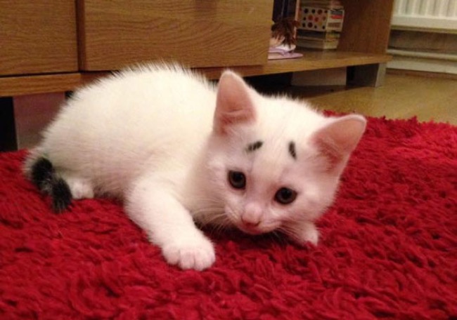 gary-confused-kitten-chat-sourcils-0