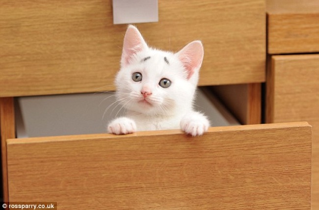gary-confused-kitten-chat-sourcils-1