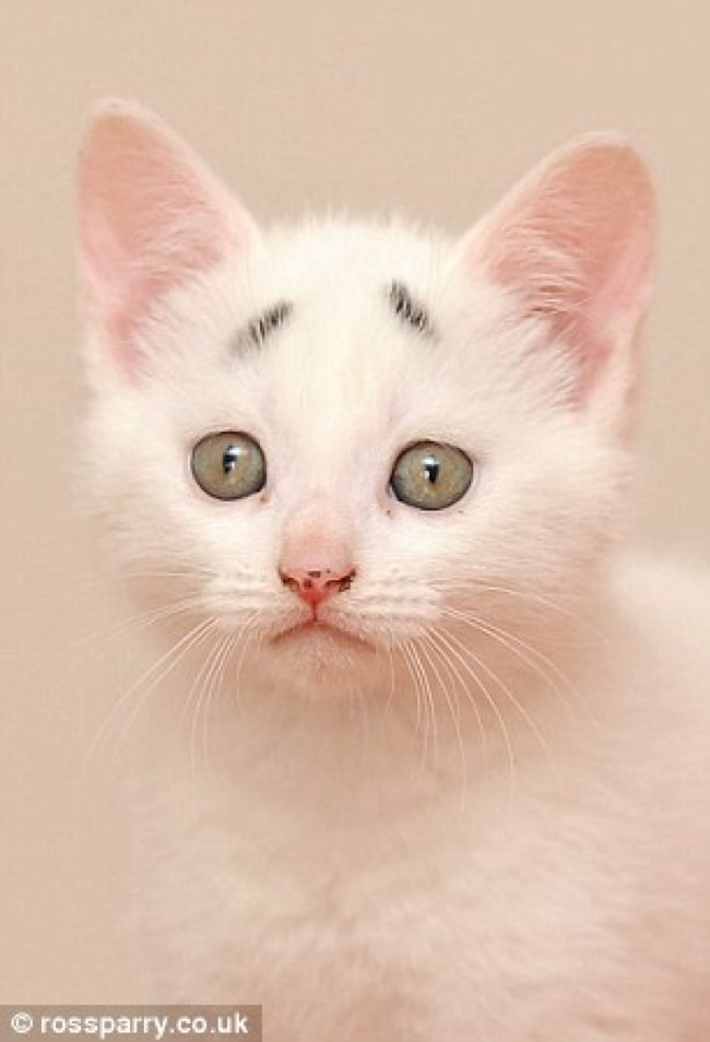 gary-confused-kitten-chat-sourcils-3