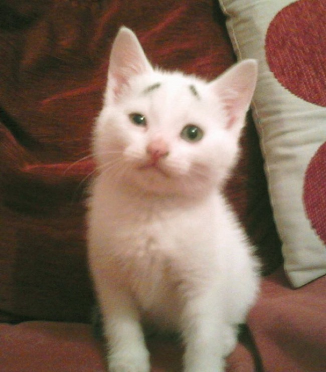 gary-confused-kitten-chat-sourcils-4