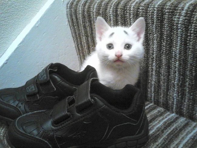 gary-confused-kitten-chat-sourcils-5