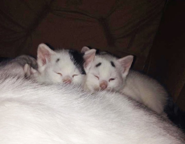 gary-confused-kitten-chat-sourcils-6