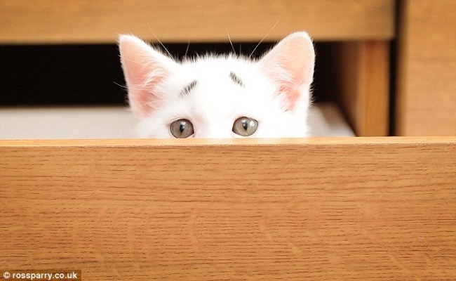 gary-confused-kitten-chat-sourcils-7